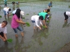 Agricultural Project 2011 (10)