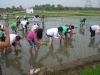Agricultural Project 2011 (11)