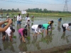 Agricultural Project 2011 (12)