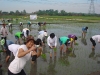 Agricultural Project 2011 (13)