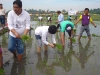 Agricultural Project 2011 (15)