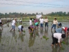 Agricultural Project 2011 (18)