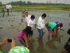 Agricultural Project 2011 (2)