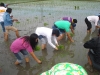 Agricultural Project 2011 (3)