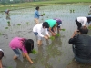 Agricultural Project 2011 (5)