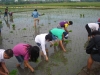 Agricultural Project 2011 (6)