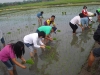 Agricultural Project 2011 (8)