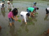 Agricultural Project 2011 (9)