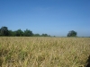 support to agriculture (16)