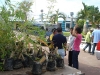 tree planting (10)