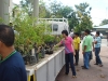 tree planting (12)