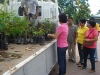 tree planting (14)