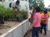 tree planting (15)
