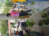tree planting (21)