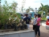 tree planting (9)